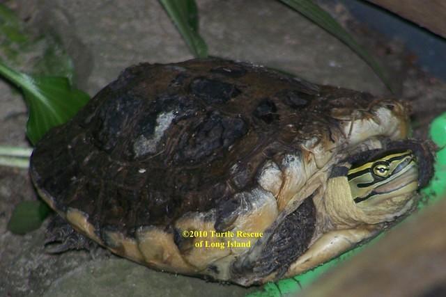 Malayan box turtle