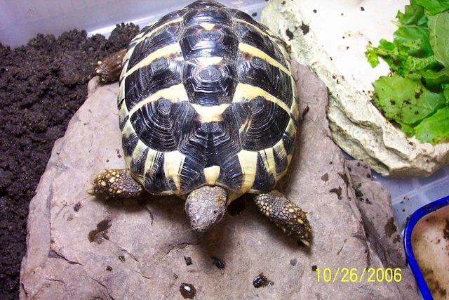 Hermann s tortoise