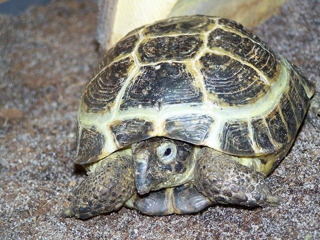 Male RT LT captive