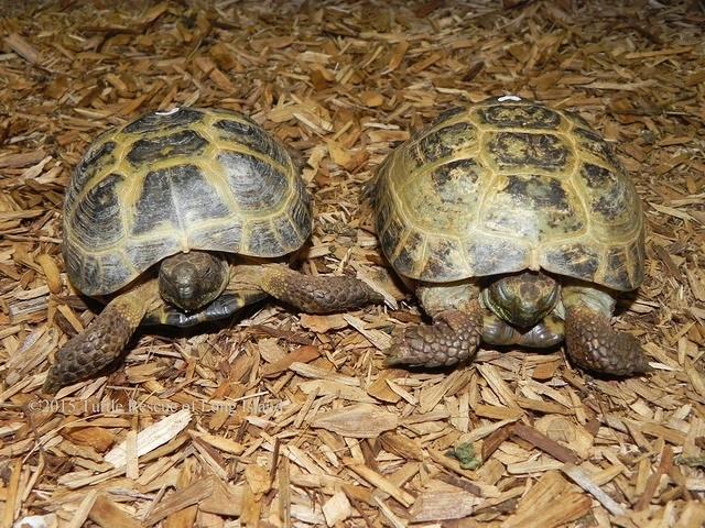 Russian tortoises March 2015