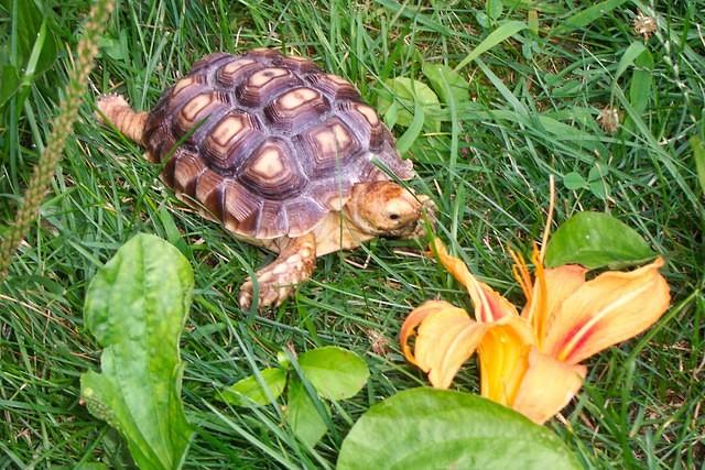 Three yr old Sulcata