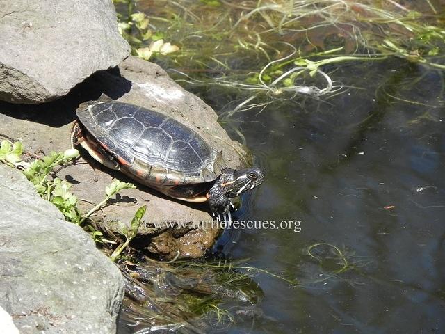 Western Painted basking April 2014