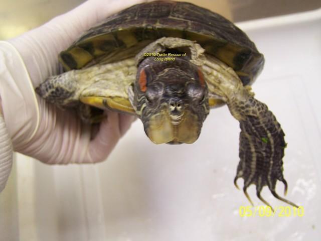 RES deformed beak 9 c