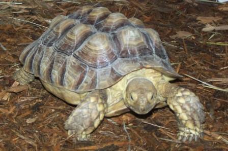 Sulcata Hemp Man