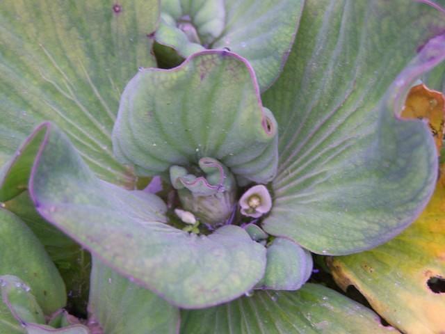 Water Lettuce