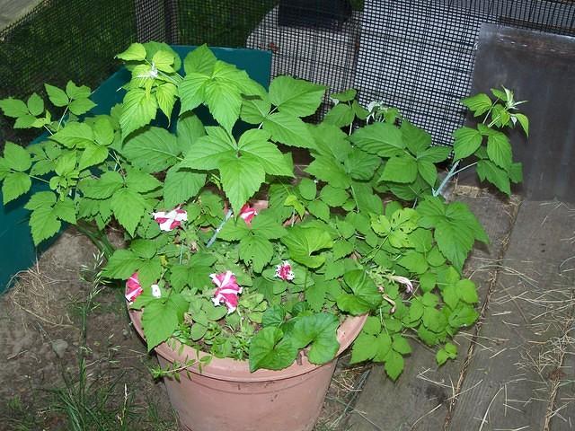 Raspberry bush and Petunia