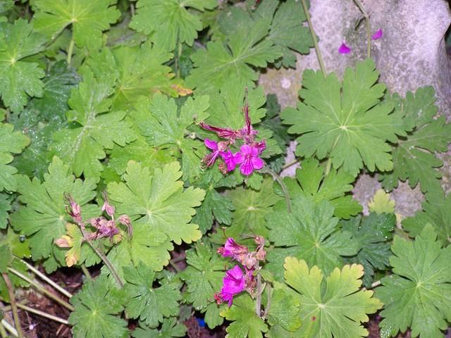 Wild Geranium