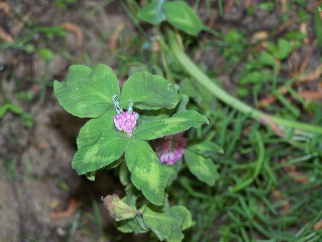 Purple Clover