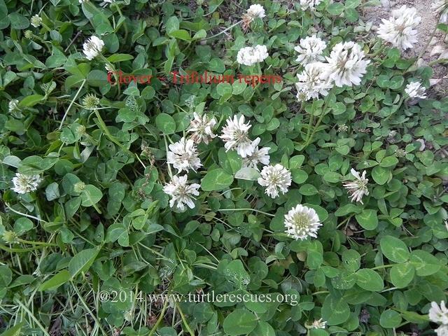 Clover - white