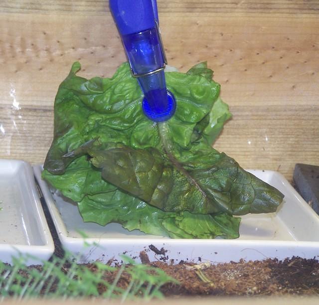 Greens clip