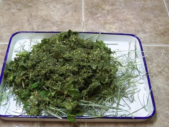 Orchard grass hay salad turnip greens escarole topped with organic herbal salad blend 