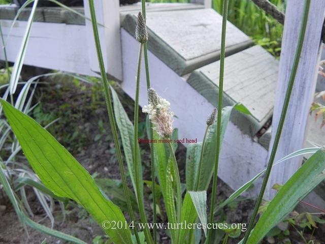 Plantain minor seed head