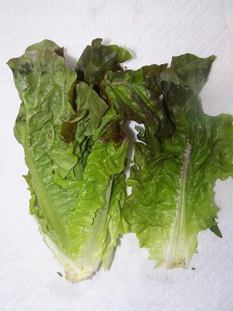 Red leaf lettuce