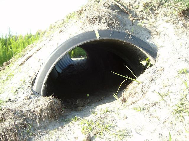 Kim I tortoise tunnel