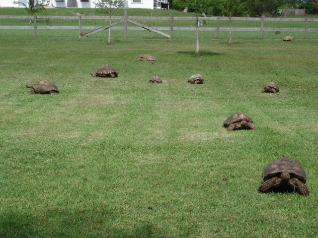 Mary s Sulcata