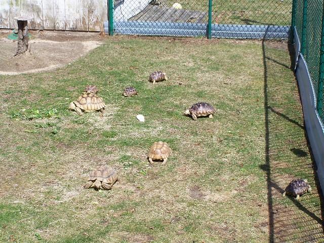 Sulcata variety