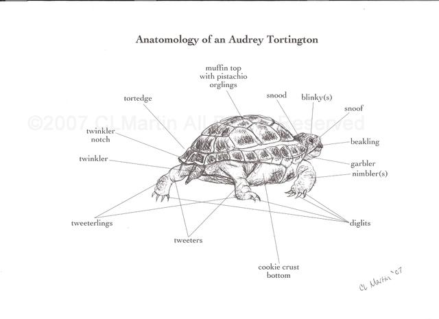 CLMartin Anamotology copy