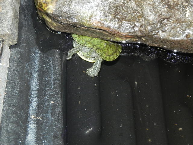 Red eared slider hatchlings