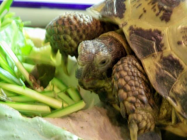 RT after 2nd beak trim