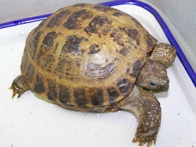 RT with tail injury