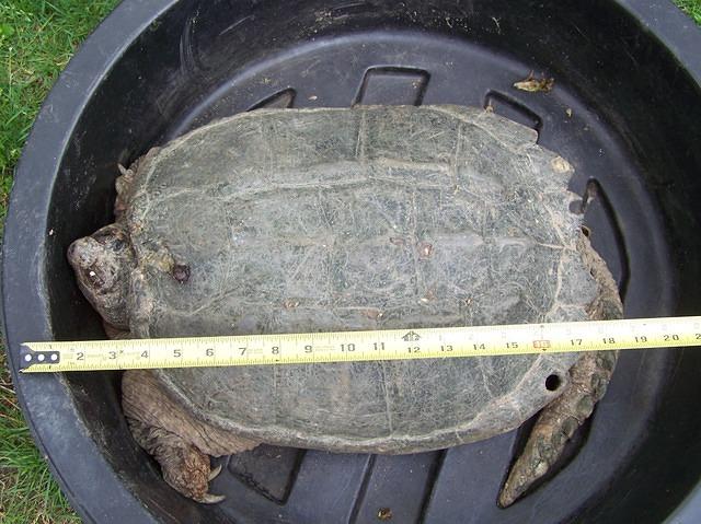 Common Snapper