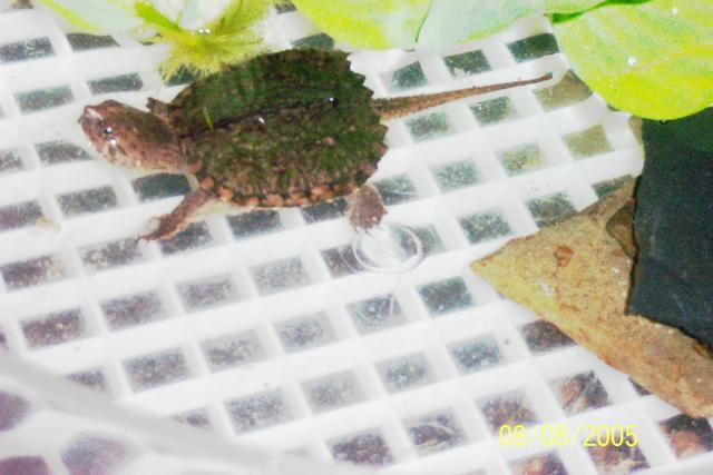 Common Snapping turtle hatchling1