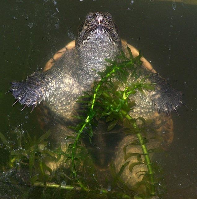 Common Snapping turtle