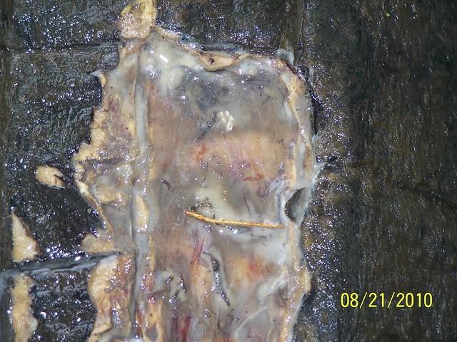 Snapping turtle wound close up