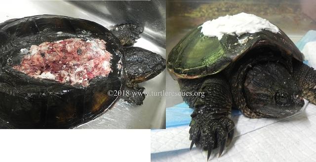 Snapping turtle sheered shell Oct 2018