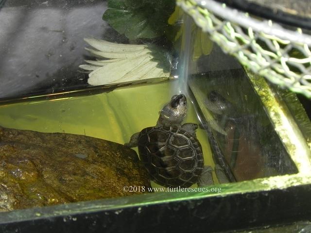 DBT March 2018 hatchling