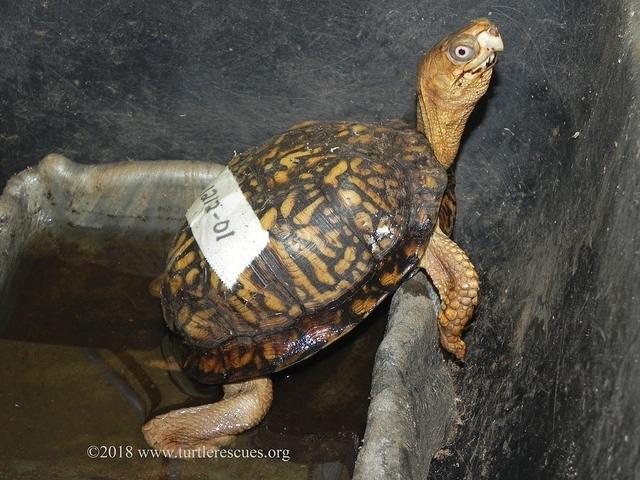 Male muddy bath Feb 2018