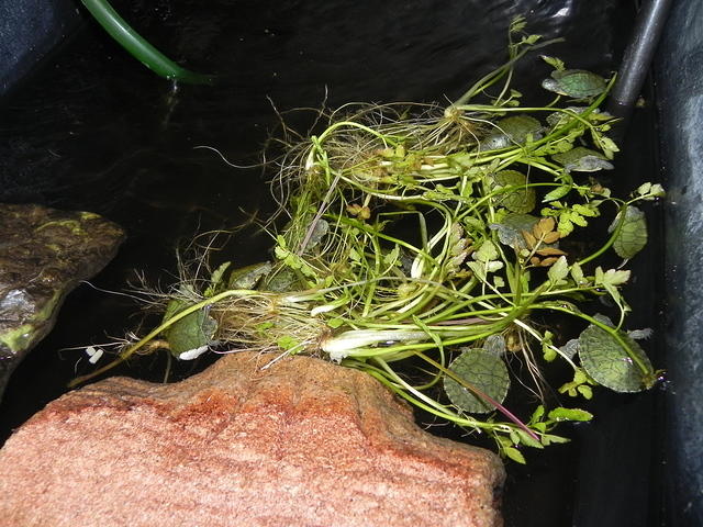 RES hatchlings