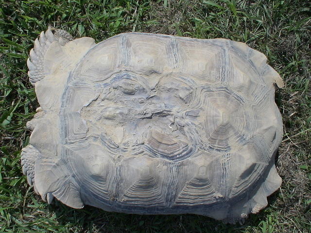 Sunny s shell healed up 3