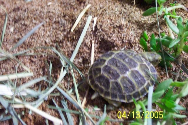 RT hatchling eating sedum1