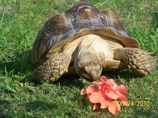 Fred never ate that bloom 