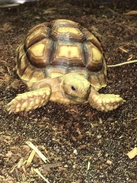 Sulcata Dec 2017