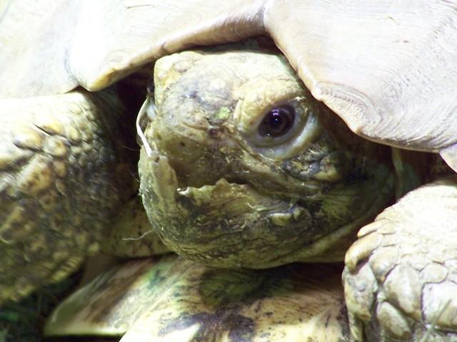 Sulcata underbite close up 2