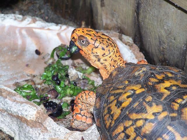 Eastern box turtle June 2009 Blydenburgh