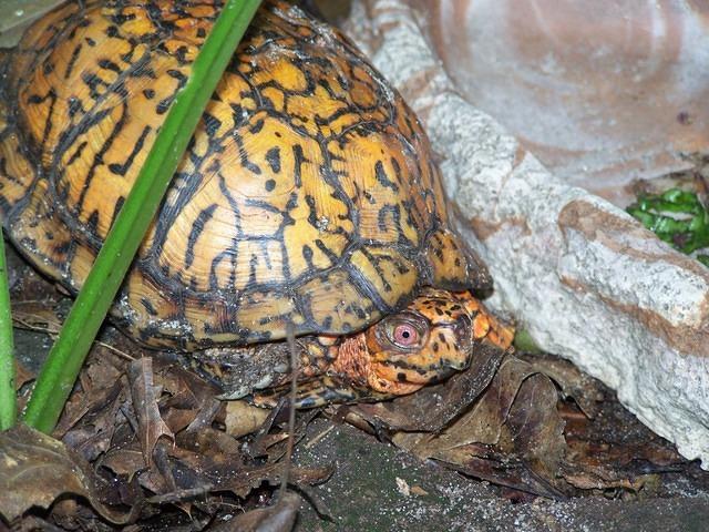Eastern box turtle May 2009 Bayport
