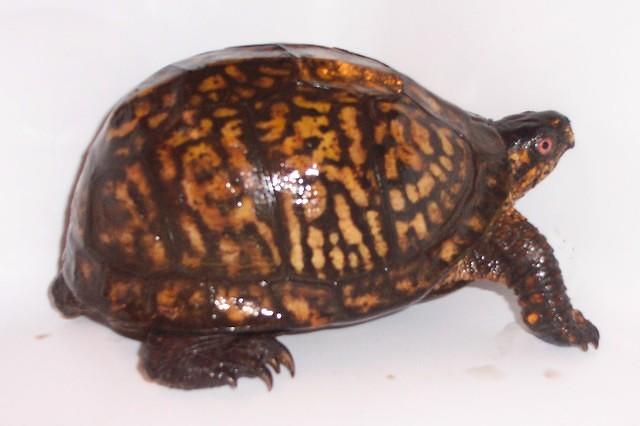 Male Eastern box turlte