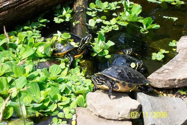Florida Red belly Yellow belly amp Cooter