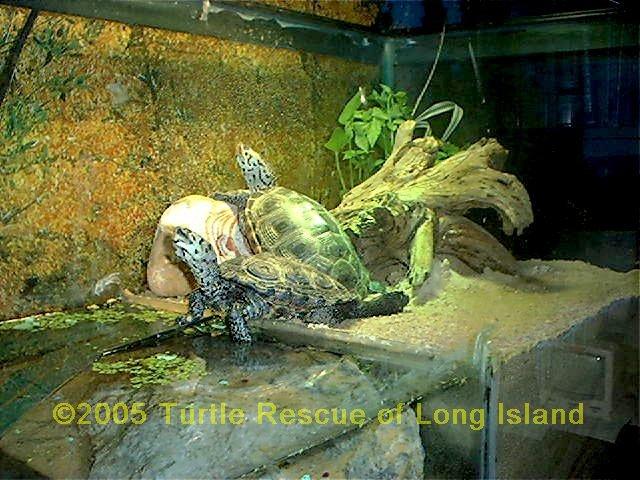 Diamondbacks basking