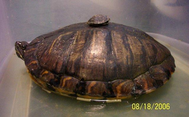 Hatchling and adult RES