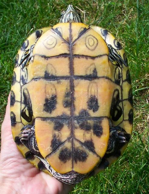 male res