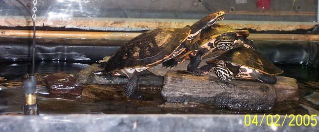 Geoffries basking