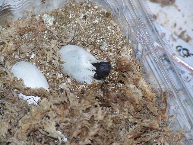 Sideneck hatchling