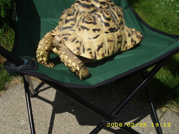 Koby Chair