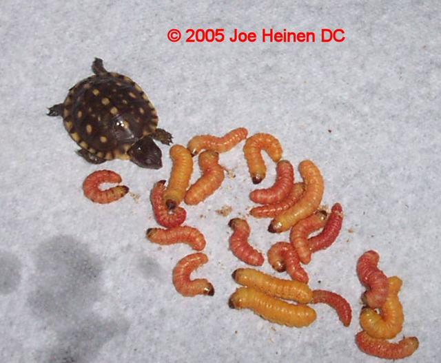 butterworms