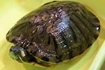 8 inch Female RES #2