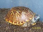 Ornata